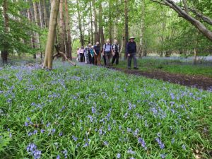 bluebells